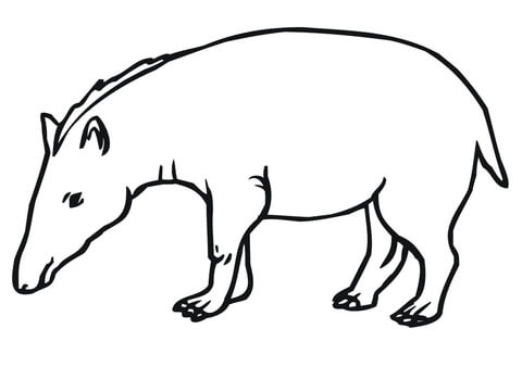 Mountain Tapir Coloring Page